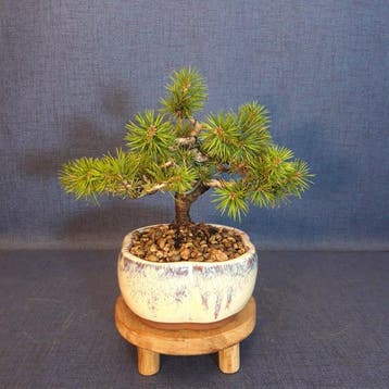 Den bonsai (Pinus) - Hoogte (boom): 17 cm - Diepte (boom):