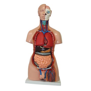 Anatomie model torso met organen, tweeslachtig, 40-delig..., Nieuw