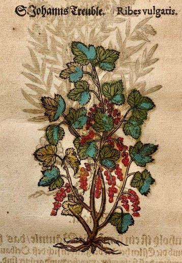 Pietro Andrea Mattioli - Original hand-colored leaf from