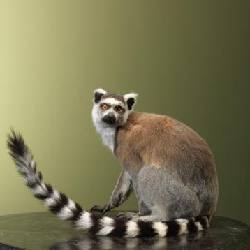 Ringstaartmaki Taxidermie Opgezette Dieren By Max, Ophalen of Verzenden, Nieuw, Wild dier, Opgezet dier