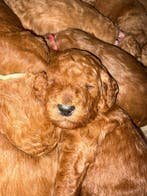 Lente Labradoodletjes Liefde, Parvo, Nederland, Overige rassen, 8 tot 15 weken