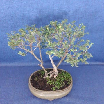 Chinese iep bonsai (Ulmus parviflora) - Hoogte (boom): 31 cm
