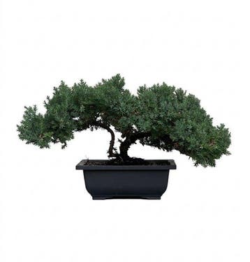 Jeneverbes bonsai (Juniperus) - Hoogte (boom): 18 cm -