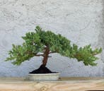 Jeneverbes bonsai (Juniperus) - Hoogte (boom): 29 cm -