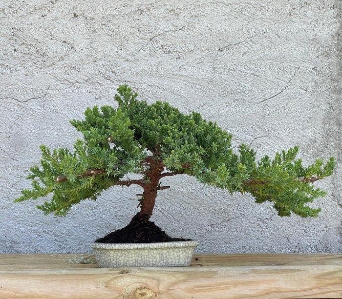 Jeneverbes bonsai (Juniperus) - Hoogte (boom): 29 cm -, Antiek en Kunst, Curiosa en Brocante