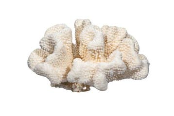 Exclusieve, echte witte steenkoraal (Pocillopora /, Nieuw