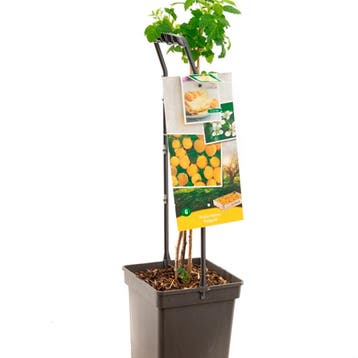 Framboos Fall Gold container (P18) Wit, Verzenden