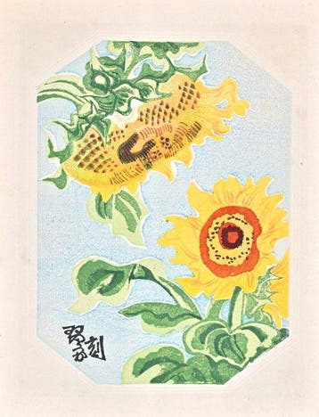 Fifty Flower Themes - Common Sunflower  - 1930 - Limited