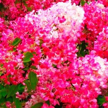 Hortensia ‘Diamant Rouge’ (Pluimhortensia) container (P1, Verzenden, Overige soorten, Halfschaduw