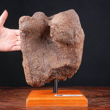 Exclusief fossiel specimen - wollige mammoet - fossiel