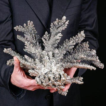 Witte koraal bedekt met 925 zilver - Acropora Florida -, Nieuw