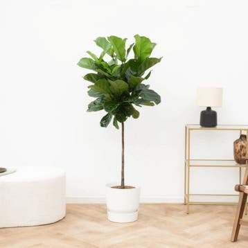 Green Bubble - Ficus Lyrata stam - 160cm - Ø21 cm, Ophalen of Verzenden
