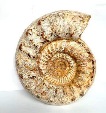 Ammoniet - Gefossiliseerde schelp - XXL Perisphinctes sp., Verzamelen