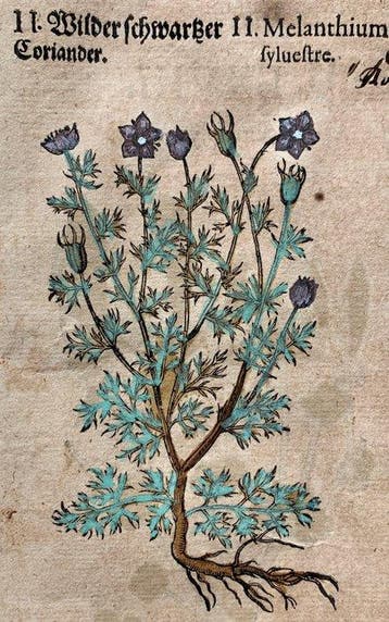 Pietro Andrea Mattioli - Contemporary hand-coloured leaf