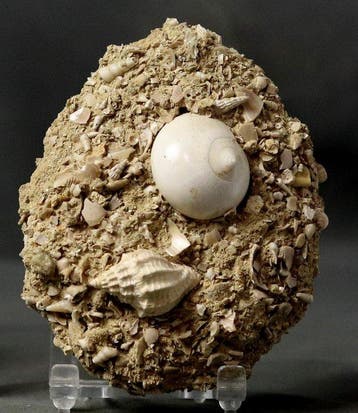 Uitzonderlijke fossiele schelp - op originele matrix -