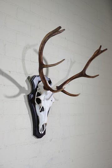 Large Red Stag Trophy Schedel - Cervus elaphus - 45 cm - 72, Nieuw