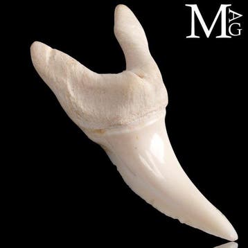 Echt Isurus Oxyrinchus Mako-tand - Uitzonderlijk, Nieuw