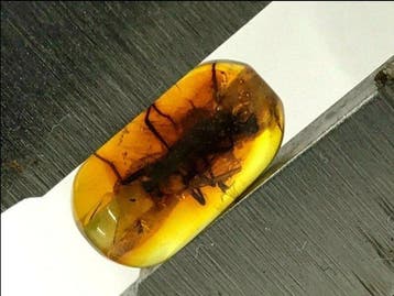 Time Secret: Barnsteen met insect - Geboorde Baltische, Nieuw