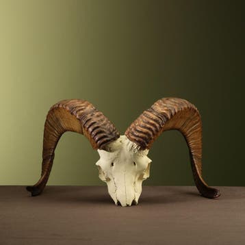 Argali Schedel Taxidermie Opgezette Dieren By Max, Ophalen of Verzenden, Nieuw, Wild dier, Opgezet dier