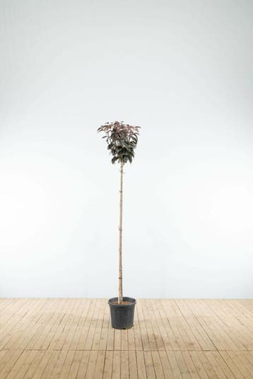 Prunus serrulata Royal Burgundy hoogstam 8/10 180cm stam