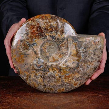 Prachtig Pools Cleoniceras - - Gefossiliseerde schelp -