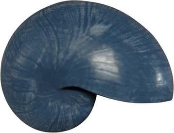 Nautilus schelp Resin Blauw 5x8x5 cm per stuk, Ophalen of Verzenden, Nieuw