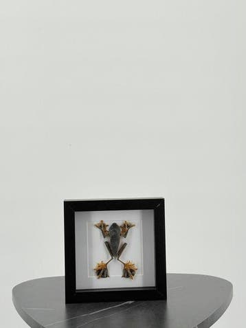 Vliegende kikker in lijst Taxidermie volledige montage -, Nieuw