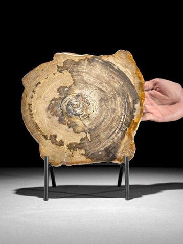 Prachtige plak versteend hout op een op maat gemaakte
