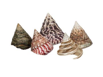 Verzameling Rochia (5 stuks) | Ø 5,0 tot 8,0 cm |, Nieuw
