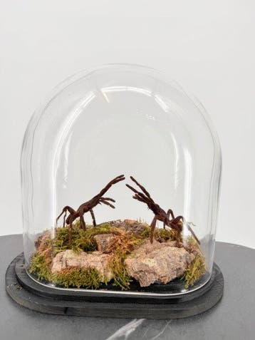 Vogelspinnen onder stolp Taxidermie volledige montage -