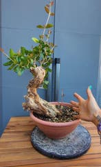 Autochtone voorbonsai granaatappel - Hoogte (boom): 30 cm -