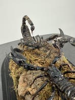 Schorpioenen onder stolp Taxidermie volledige montage -, Antiek en Kunst, Curiosa en Brocante