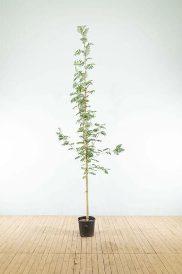 Sorbus aucuparia hoogstam