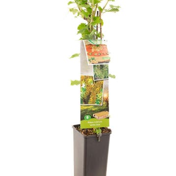 Witte Aalbes container (P11) Geel, Groen, Verzenden