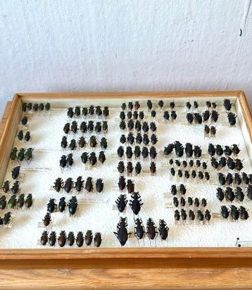 Grote wetenschappelijke collectie loopkevers - ex coll.
