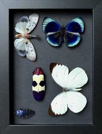 Vlinder Taxidermie volledige montage - Asterope leprieuri x, Verzamelen, Nieuw
