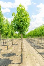 Morus alba hoogstam 12/14