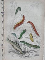 Sir William Jardine (1800–1874) - Lot of 9 plates The