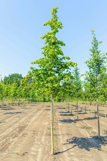 Tilia platyphyllos hoogstam