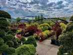 Japanse esdoorn - Acer Palmatum - Hemelvaartsdag geopend!!, Halfschaduw, Overige soorten, 100 tot 250 cm, Ophalen