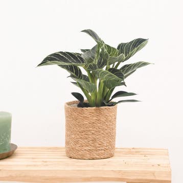 Green Bubble - Philodendron White Wave - 30cm - Ø12 cm, Ophalen of Verzenden