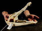 krokodillenkop Taxidermie volledige montage - Crocodylus, Nieuw