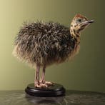 Struisvogel Kuiken Taxidermie Opgezette Dieren By Max, Ophalen of Verzenden, Nieuw, Vogel, Opgezet dier