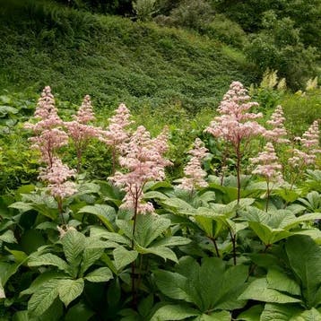 Rodgersia pinnata - Wortelgoed - 5 stuks, Tuin en Terras, Planten | Tuinplanten, Verzenden