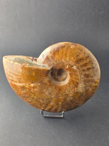 Ammoniet - Gefossiliseerd dier - Cleoniceras Ammonite