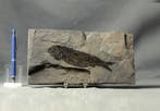 De mooiste fossiele vissen - Op steen - Gefossiliseerd dier