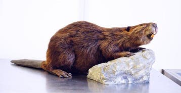 Canadese bever Taxidermie volledige montage - Castor, Nieuw