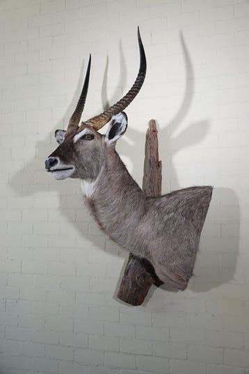 Waterbok Taxidermie wandmontage - Kobus ellipsiprymnus - 95, Nieuw