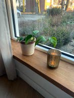 Massief eiken vensterbanken | Boom en Recht | Div. afm., Ophalen of Verzenden, Nieuw, Eiken, Vensterbanken