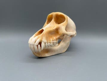 Aap Schedel van een zoogdier - Papio Ursinus - 10 cm - 10 cm